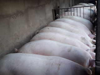 Porci Bio foto 2