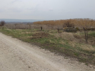 Vind teren, pentru constructii, 45 ari, comuna Bacioi, municipiul Chisinau, 50k Euro.