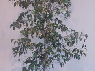Vând ficus foto 1