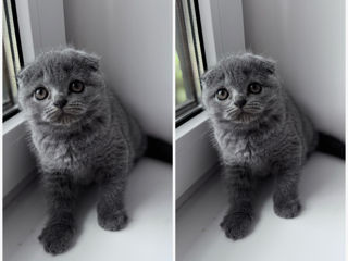 Scottish fold fata rasa curata