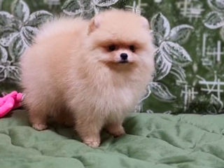 Мини девочка померанский шпиц / Pomeranian foto 7