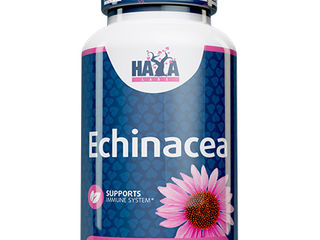 Echinacea