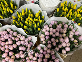 Lalele la pret angro! Livrare flori Тюльпаны оптом и в букете!Доставка цветов Tulips delivery flower foto 5