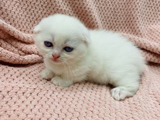 Scottish fold and streight foto 8