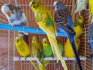 Волнистые попугаи для обучения разговору foto 5