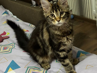 Fetiță MaineCoon foto 6