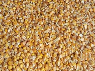 Продам  Зерно кукурузы foto 1