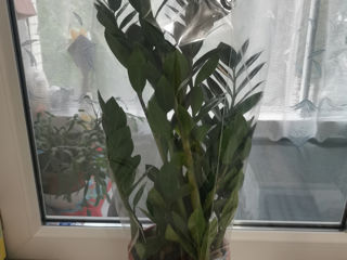 Vind floare de camera Zamioculcas