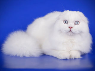 Împerechere cu renumitul motan Macho scottish fold alb, cu ochi albaștri. Deținător de Pedigree foto 6