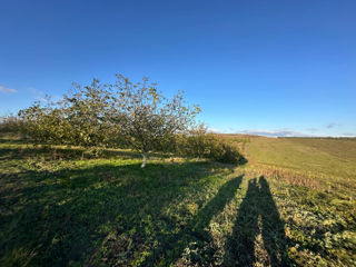 Vindem Teren Agricol cu Livadă 10ha+viță de vie 4ha+5ha  teren arabil. Țepoaia, comunaTigheci, Leova foto 12