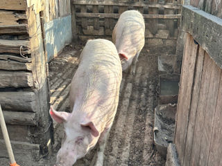 Porci de casă 1Kg - 60 lei foto 4