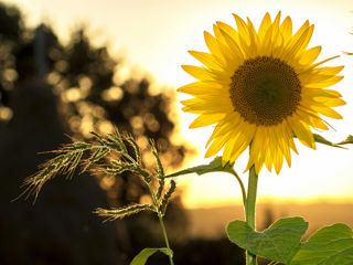 cumpar floarea soarelui foto 1