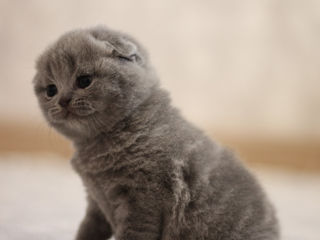 Scottish fold