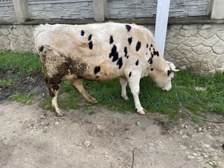 Cumpar vaci bune de lapte si la carne,Buhai junci , oi capre si cirlani ! Pret bun foto 4