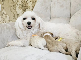Мальтипу Maltipoo maltipu foto 0