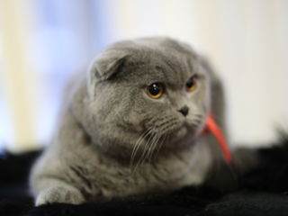 Monta(imperechere)- motan de rasa scottish fold,cu pedigree! foto 4