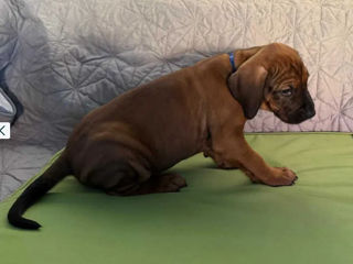 Pui Rhodesian Ridgeback de vânzare foto 2
