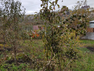 Lot Teren 6.33 ari Plai (Societate Pomicola ALFA Truseni) foto 6