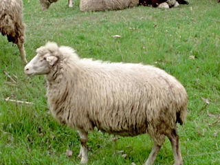 Продам овцы срочно !!!