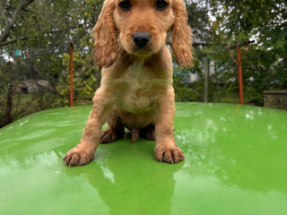 Cocker spaniel foto 7