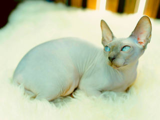 Blue point Sfinx cat foto 7