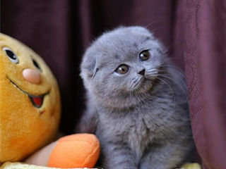 Motanel scottish fold-Вислоухий котик. foto 3