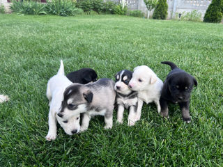 Vînd Metis Labrador & Husky foto 0