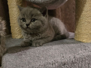 Vind pisici British Shorthair(Sunt disponibile  2 femele)