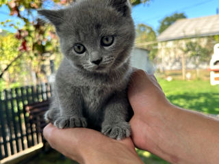 De vânzare: Pisicuțe Scottish Fold și Straight foto 5