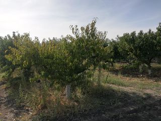 Vînd viță de vie plantată la preț de teren arabil!!! foto 5