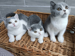 Pisoii British Chinchilla foto 0