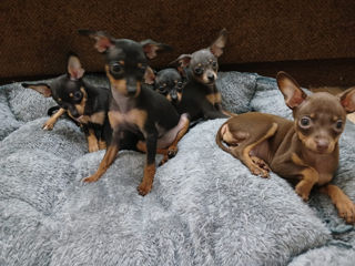 Toy Terrier foto 2