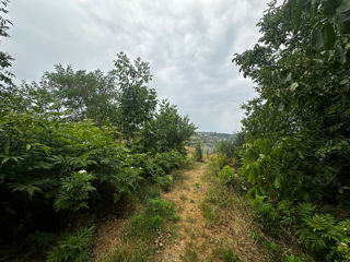 Teren lângă Pădure foto 2