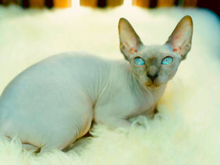 Blue point Sfinx cat foto 6