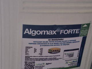 Algomax Forte foto 4