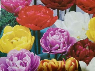 zambile, crocus, lalele, narcis, iris, branduse, fritillaria, muscari foto 8