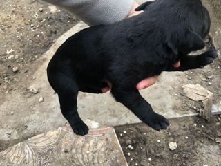 Labrador foto 4