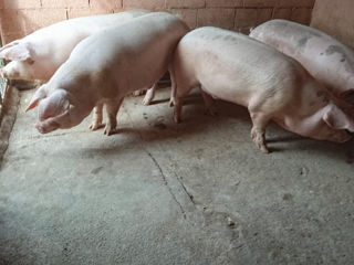 Vând porci de casă 300kg