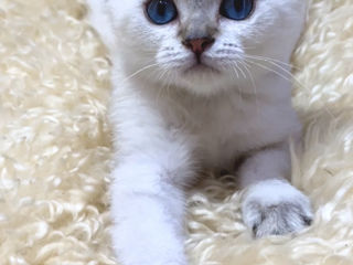 British shorthair shaded point . foto 10