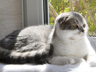 Чистокровный шотландский котёнок Scottish fold