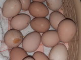 Продам  свежий  яйца  цессарок foto 1
