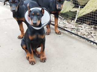 Se vînd caţei de rasă curată Doberman foto 8