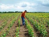 Pomi  fructiferi :prun ,persic,cais ,mar ,nectarine ,gutui,prasad ... foto 3