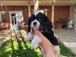 Cavalier King Charles Spaniel cățeluși foto 2