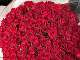 101 / 201 / 301 trandafiri angro розы оптом