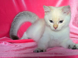 British shorthair golden shaded point . foto 10