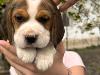 Împerechere beagle foto 7