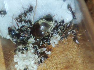 Lasius Niger - муравьи для формикария. foto 2