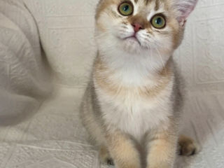 British shorthair ,female golden shaded foto 9