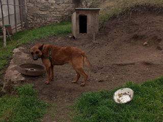 Vând câine ciobănesc belgian malinois  foto 2